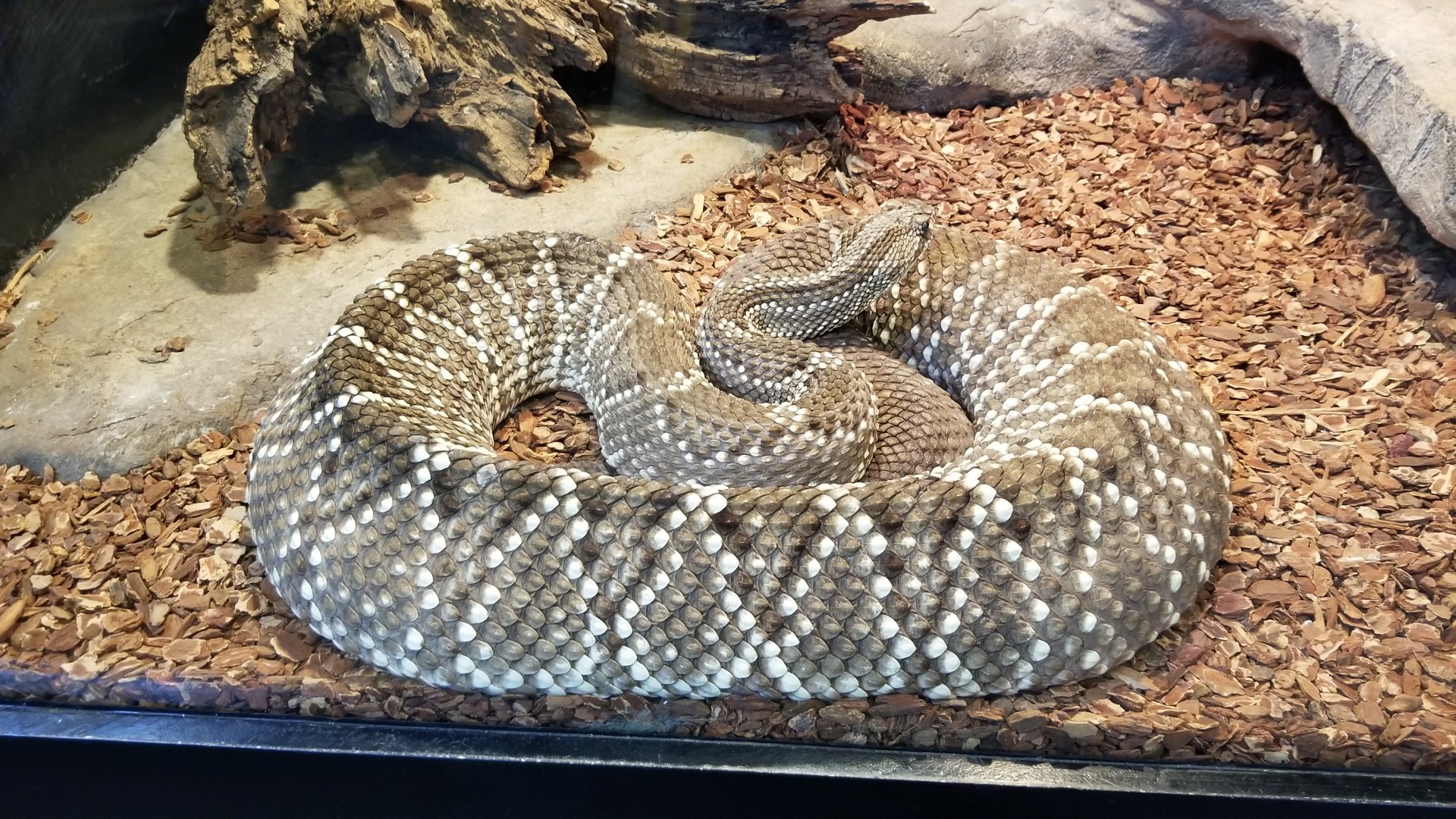 Pittsburgh Zoo - Another neotropical rattlesnake