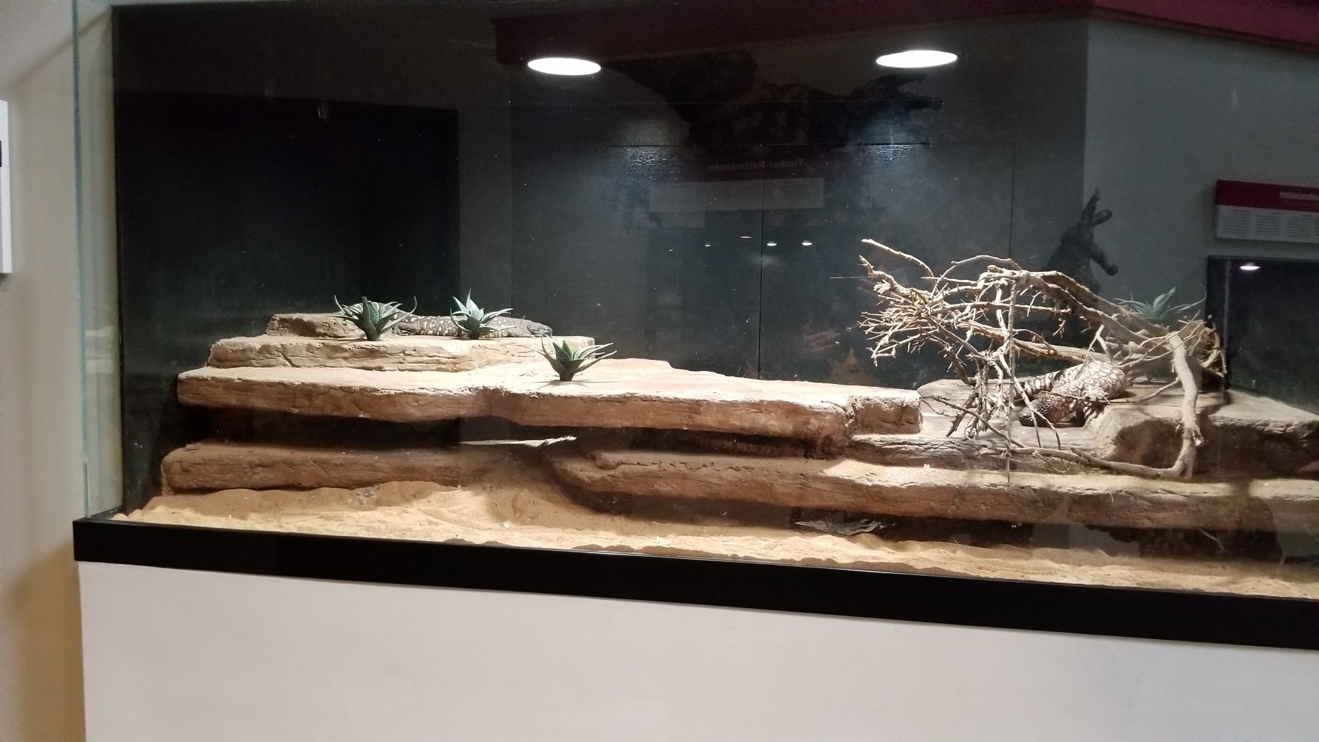 Pittsburgh Zoo - Beaded lizard