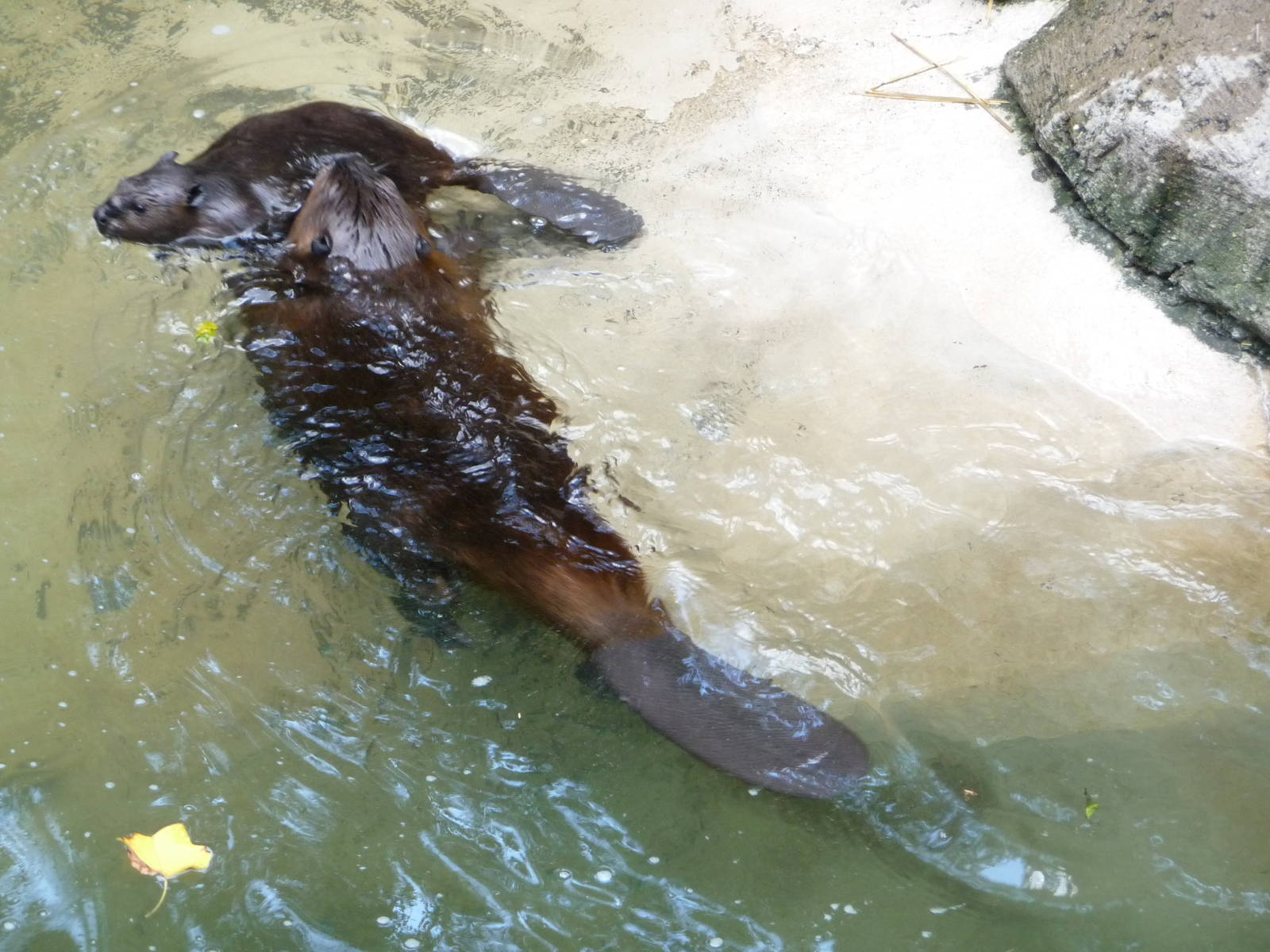 Pittsburgh Zoo - Beavers