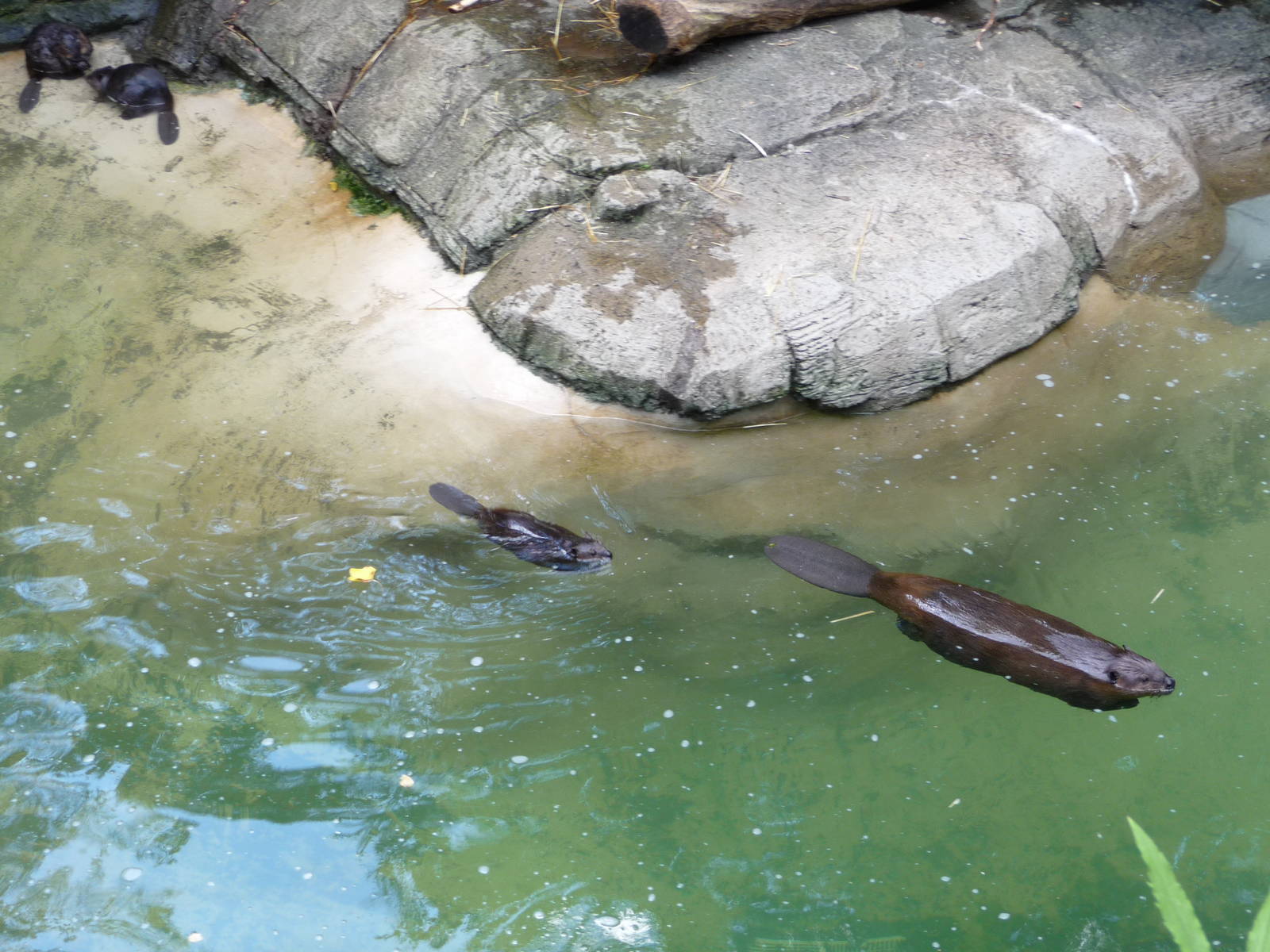 Pittsburgh Zoo - Beavers