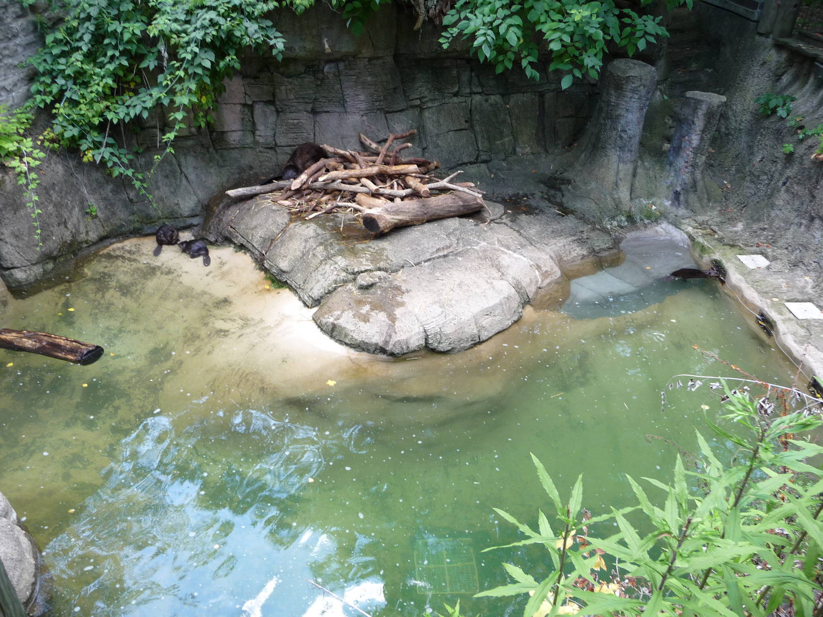 Pittsburgh Zoo - Beavers