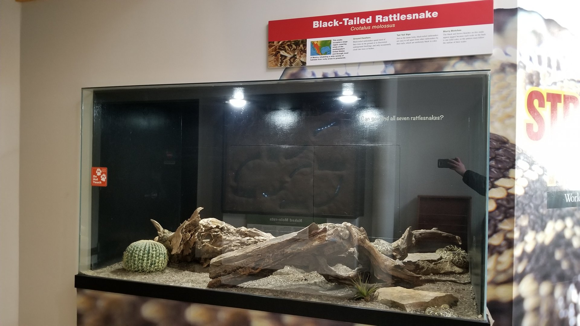 Pittsburgh Zoo - Black-tailed rattlesnake