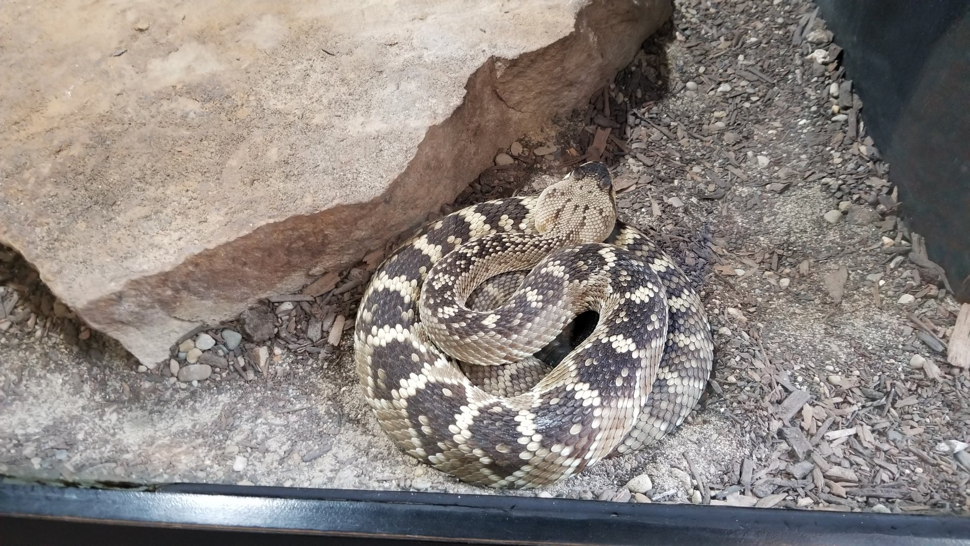 Pittsburgh Zoo - Black-tailed rattlesnake