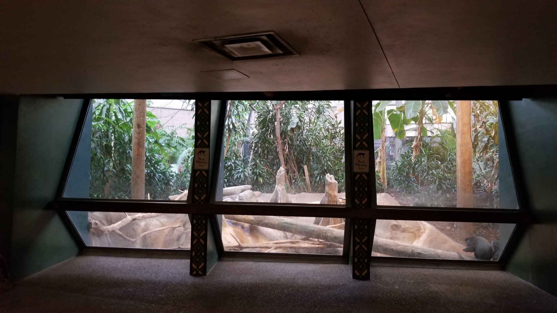 Pittsburgh Zoo - Blue monkeys