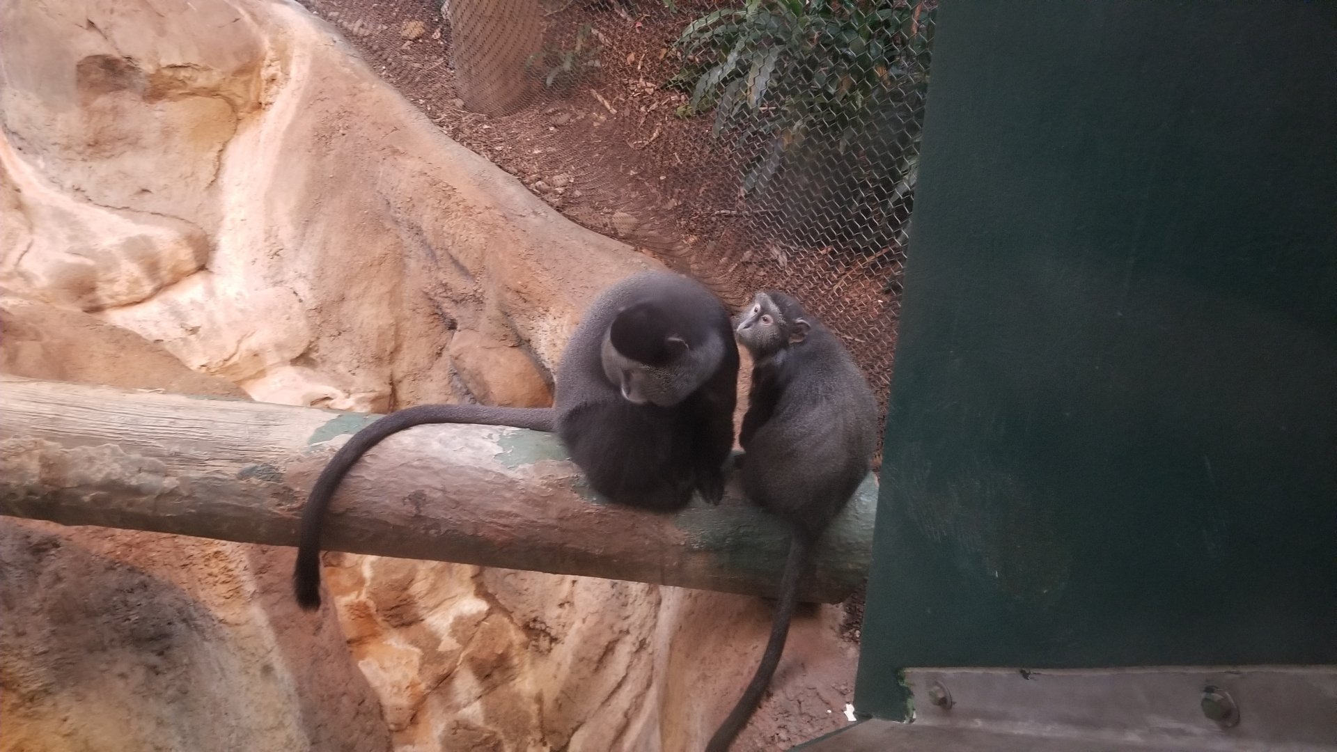 Pittsburgh Zoo - Blue monkeys