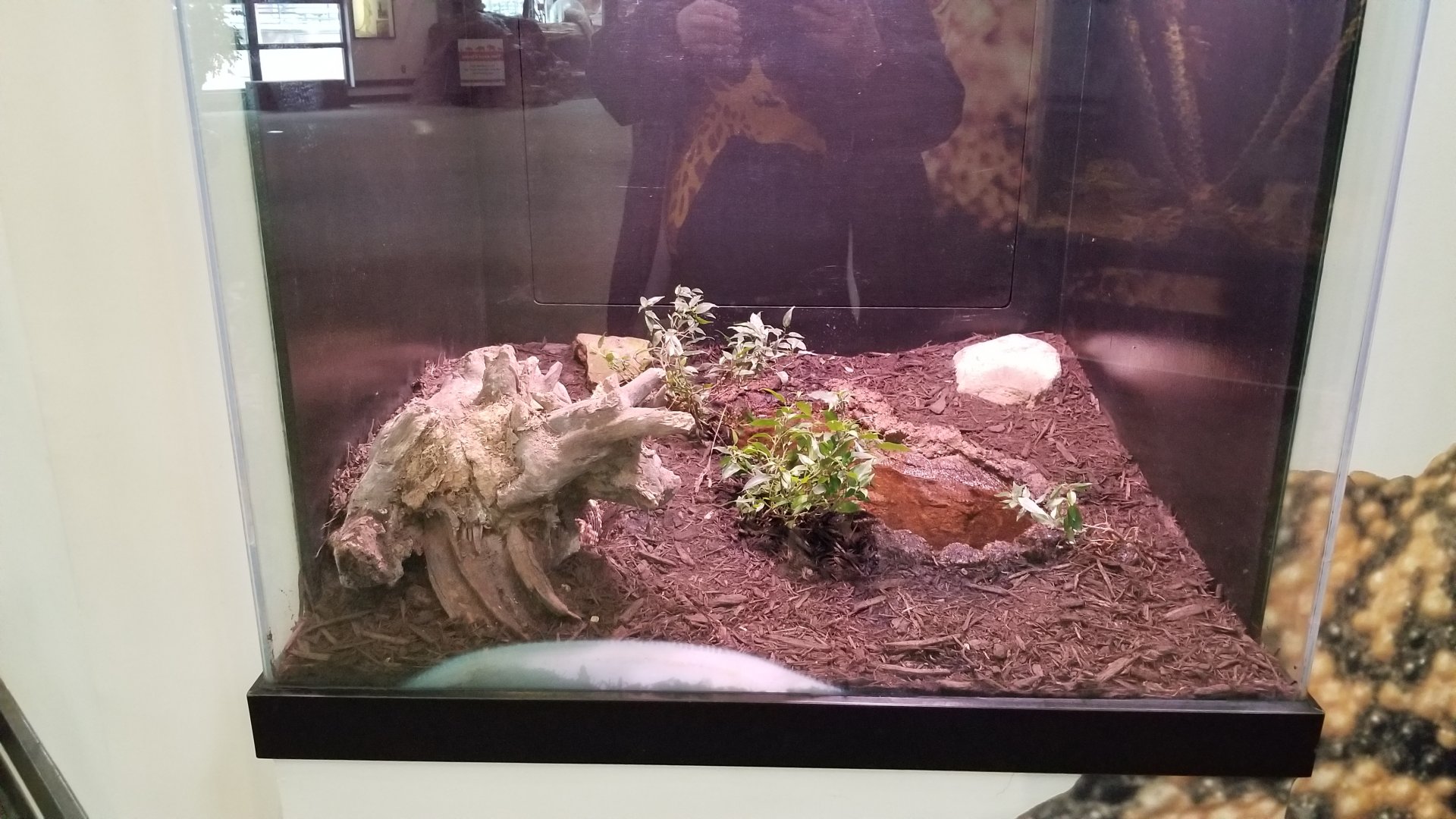 Pittsburgh Zoo - Bushmaster