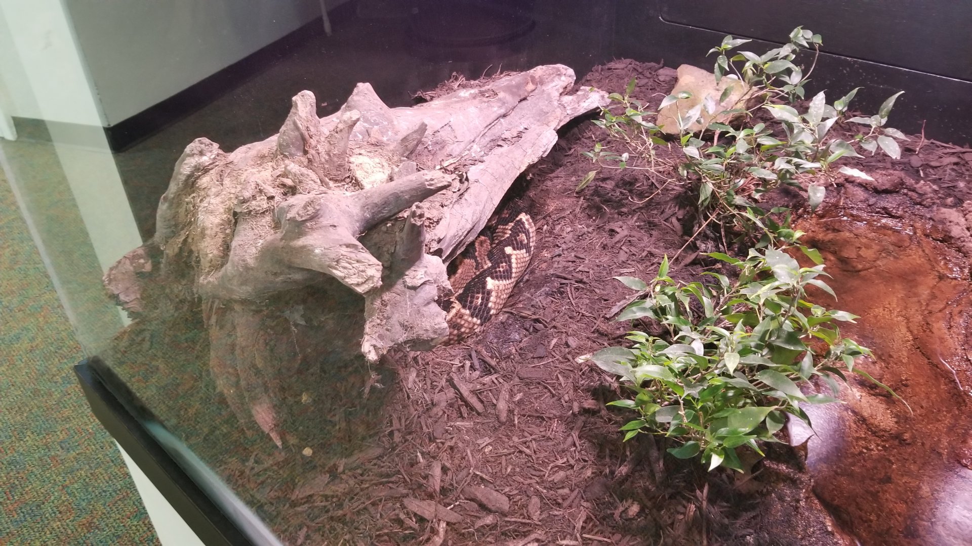 Pittsburgh Zoo - Bushmaster