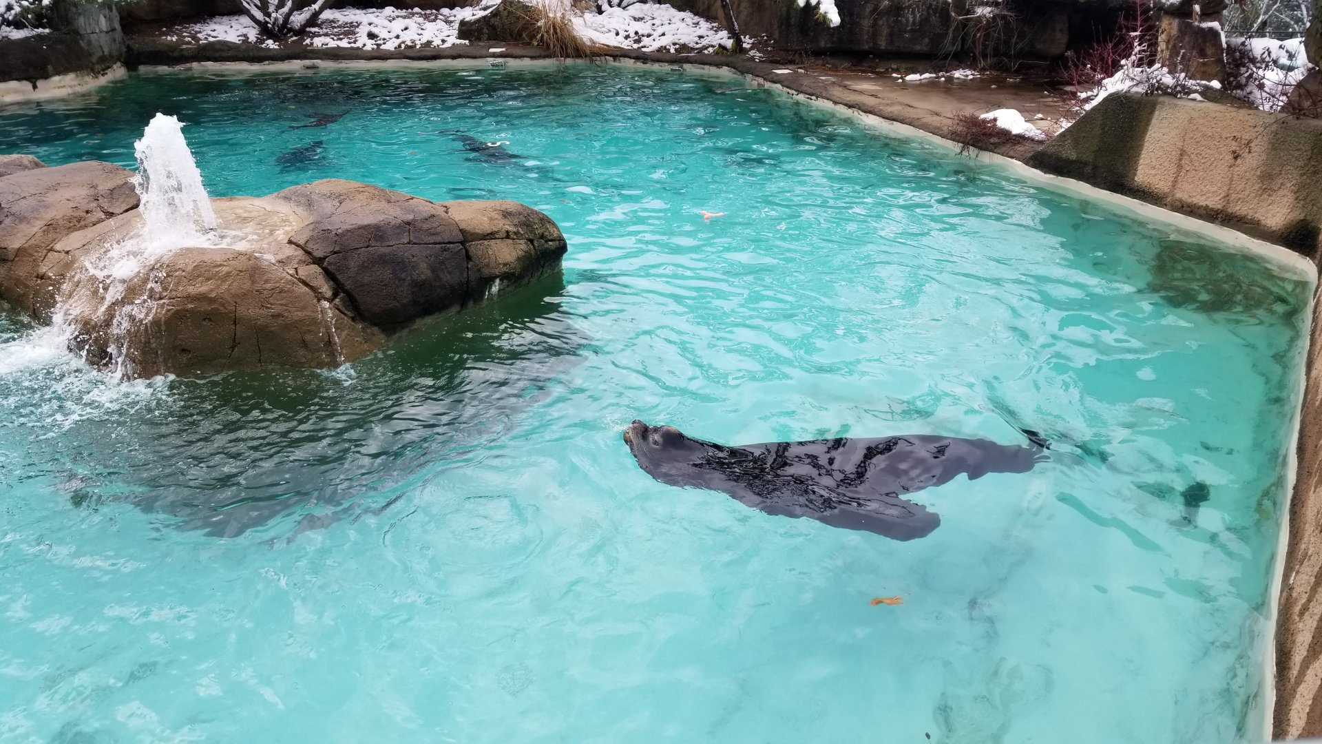 Pittsburgh Zoo - California sea lions