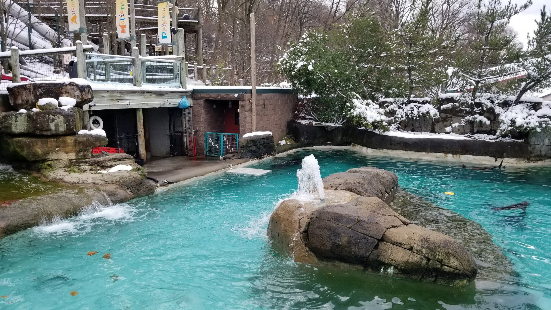 Pittsburgh Zoo - California sea lions