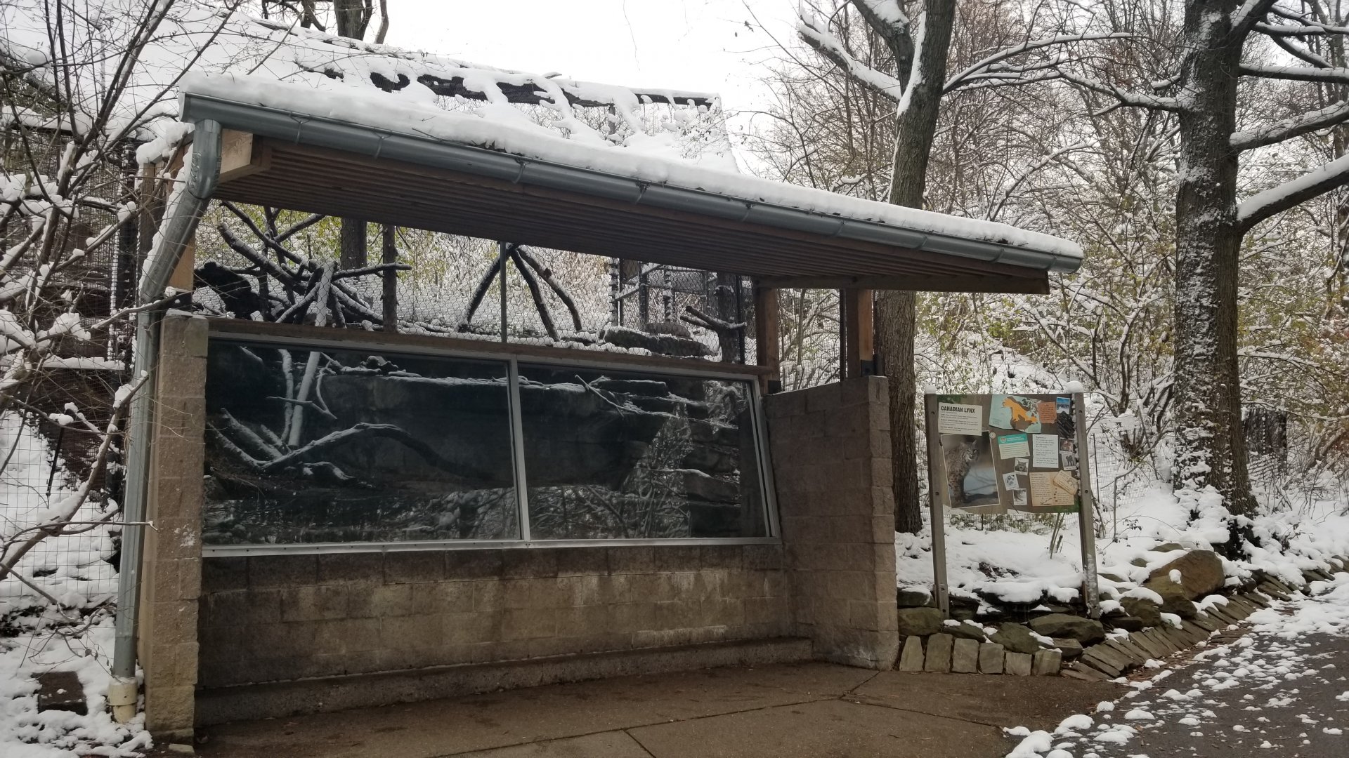 Pittsburgh Zoo - Canadian lynx