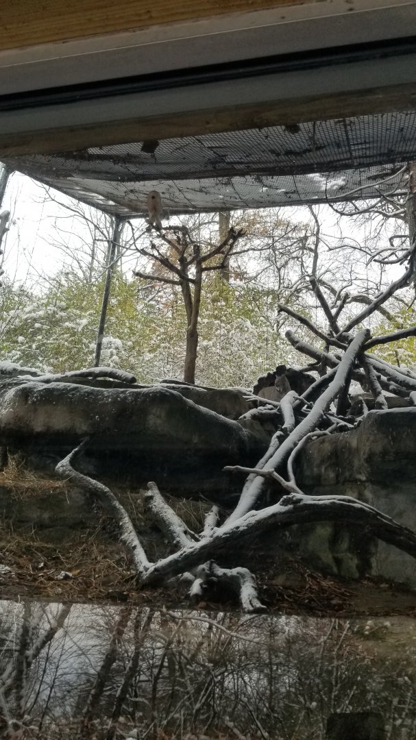 Pittsburgh Zoo - Canadian lynx
