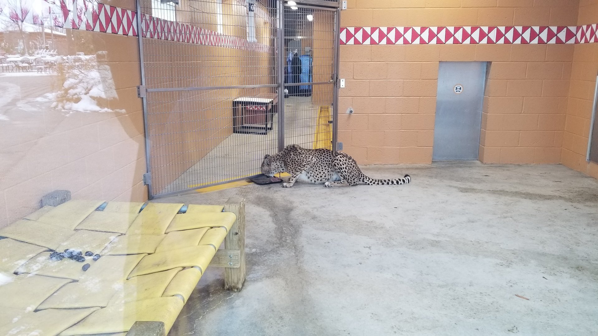 Pittsburgh Zoo - Cheetah eating