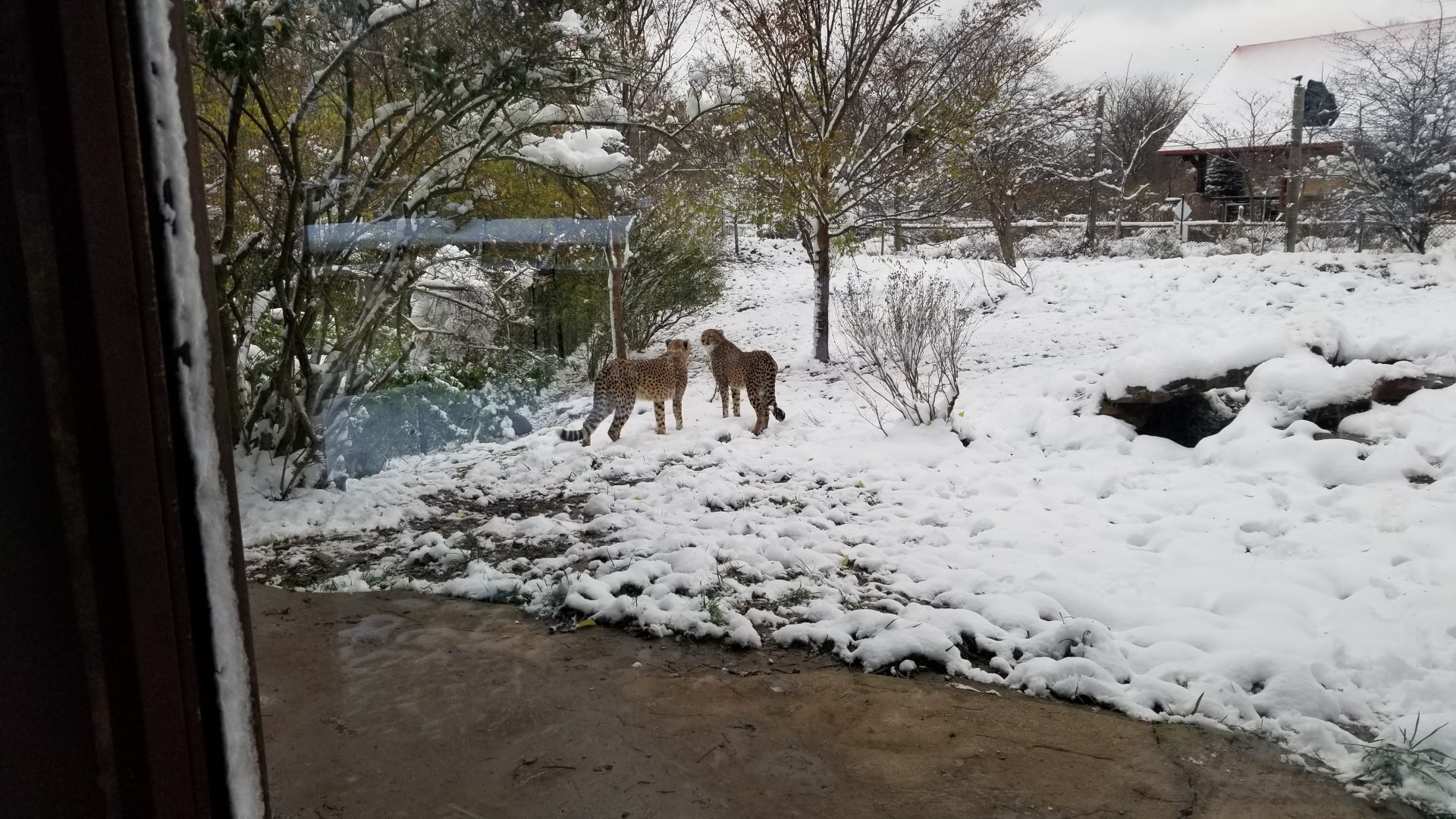 Pittsburgh Zoo - Cheetah in yard, from window