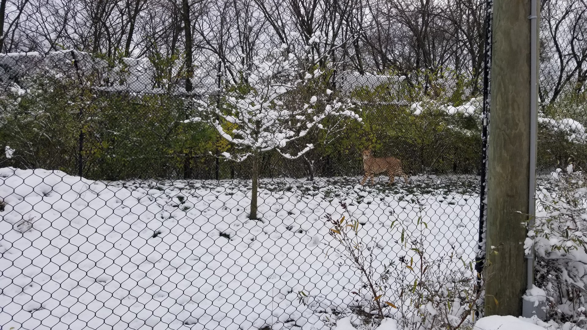 Pittsburgh Zoo - Cheetah in yard