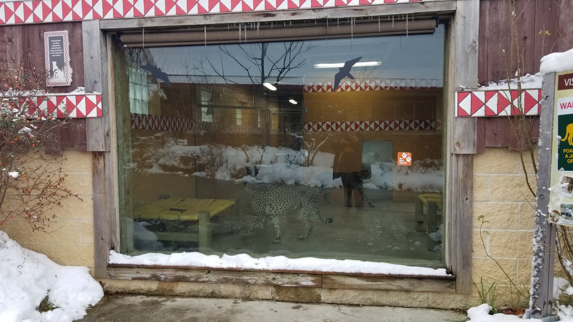 Pittsburgh Zoo - Cheetah indoor viewing