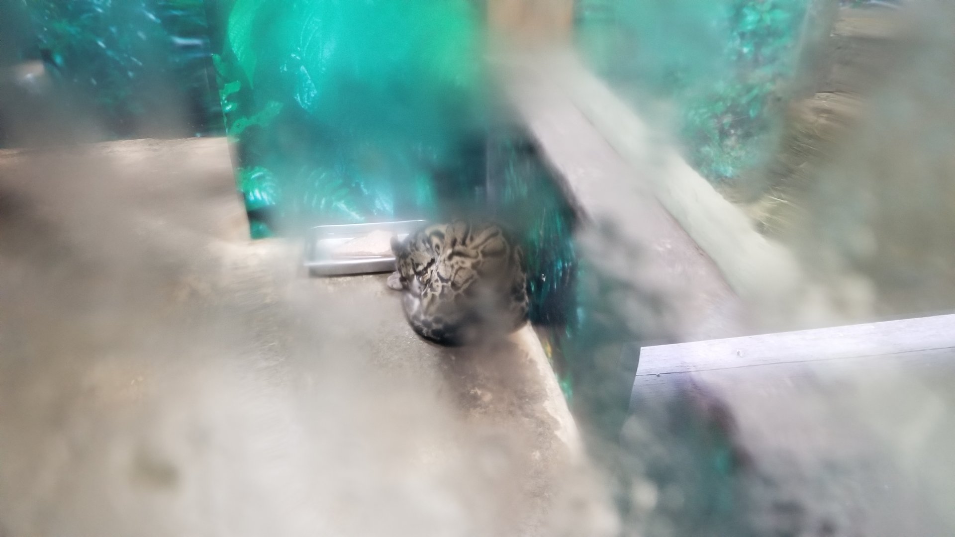 Pittsburgh Zoo - Clouded leopard indoors