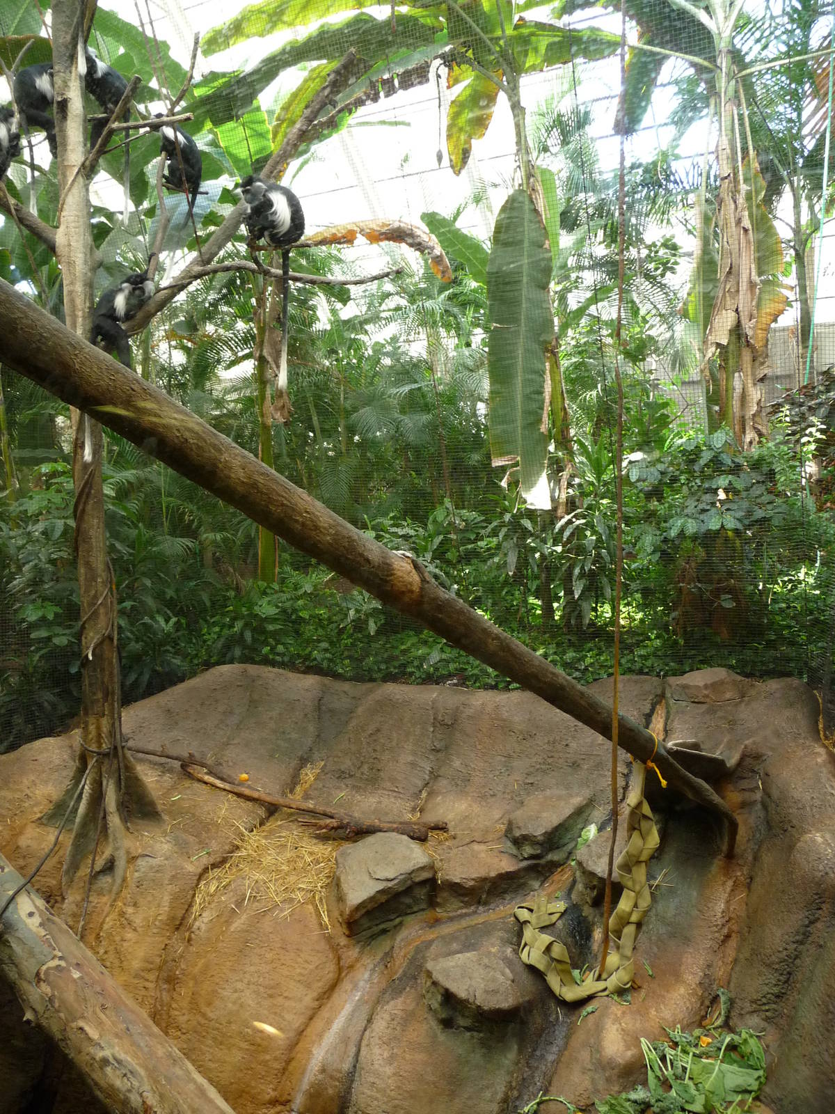 Pittsburgh Zoo - Colobus Monkey Exhibit
