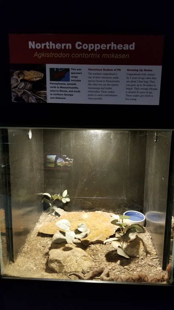 Pittsburgh Zoo - Copperhead