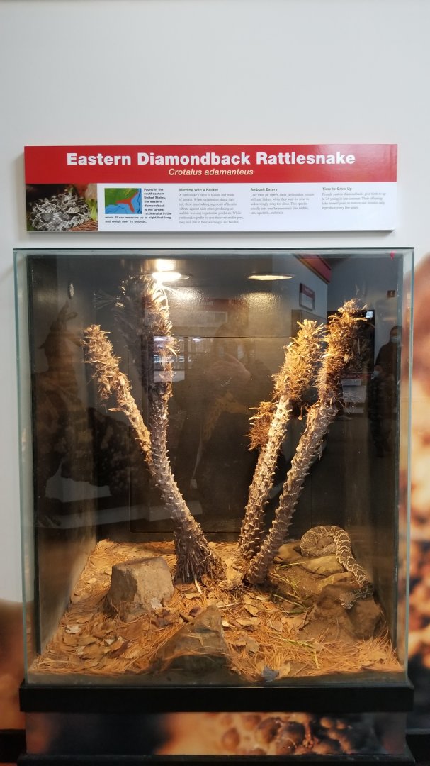 Pittsburgh Zoo - Eastern diamondback