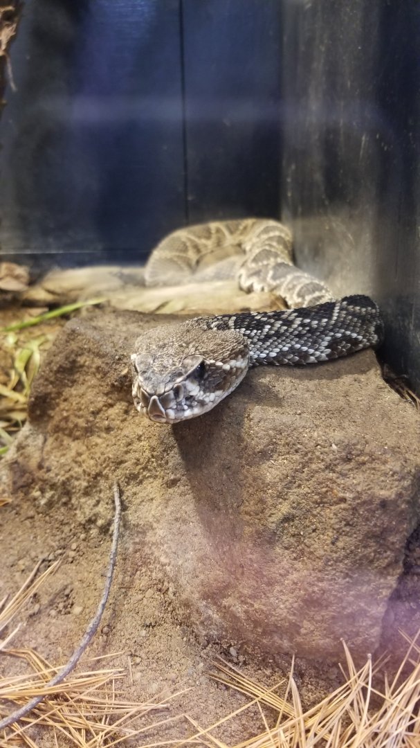 Pittsburgh Zoo - Eastern diamondback