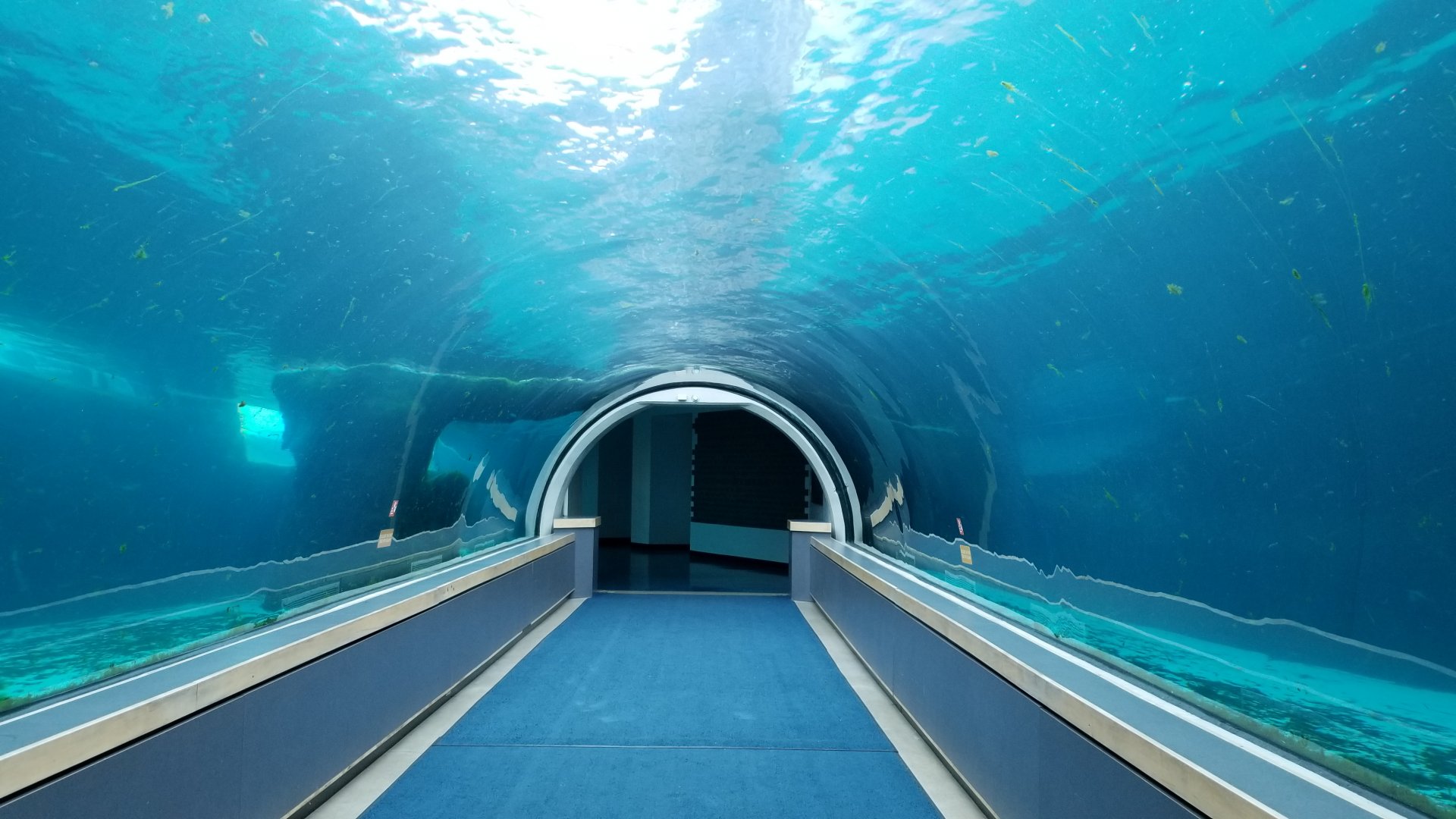 Pittsburgh Zoo - Elephant seal tunnel