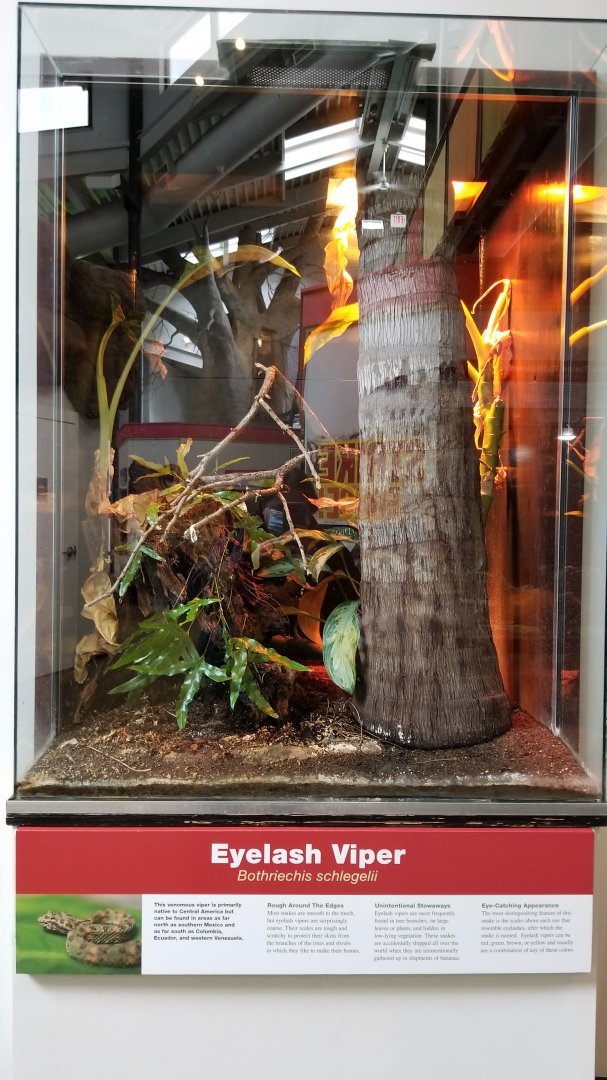 Pittsburgh Zoo - Eyelash viper