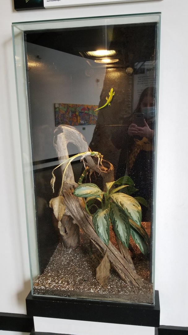 Pittsburgh Zoo - Giant day gecko