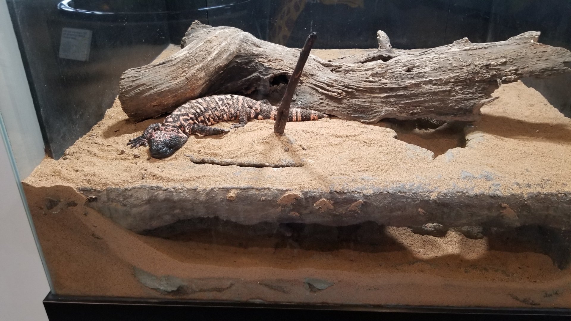 Pittsburgh Zoo - Gila monster