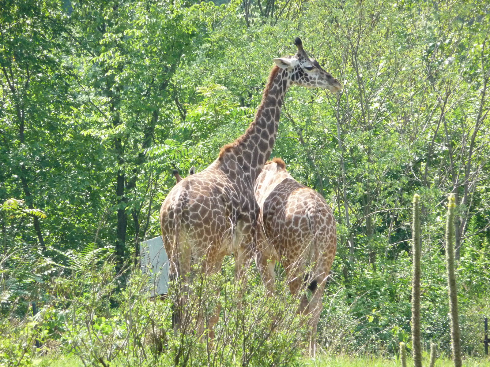Pittsburgh Zoo - Giraffes