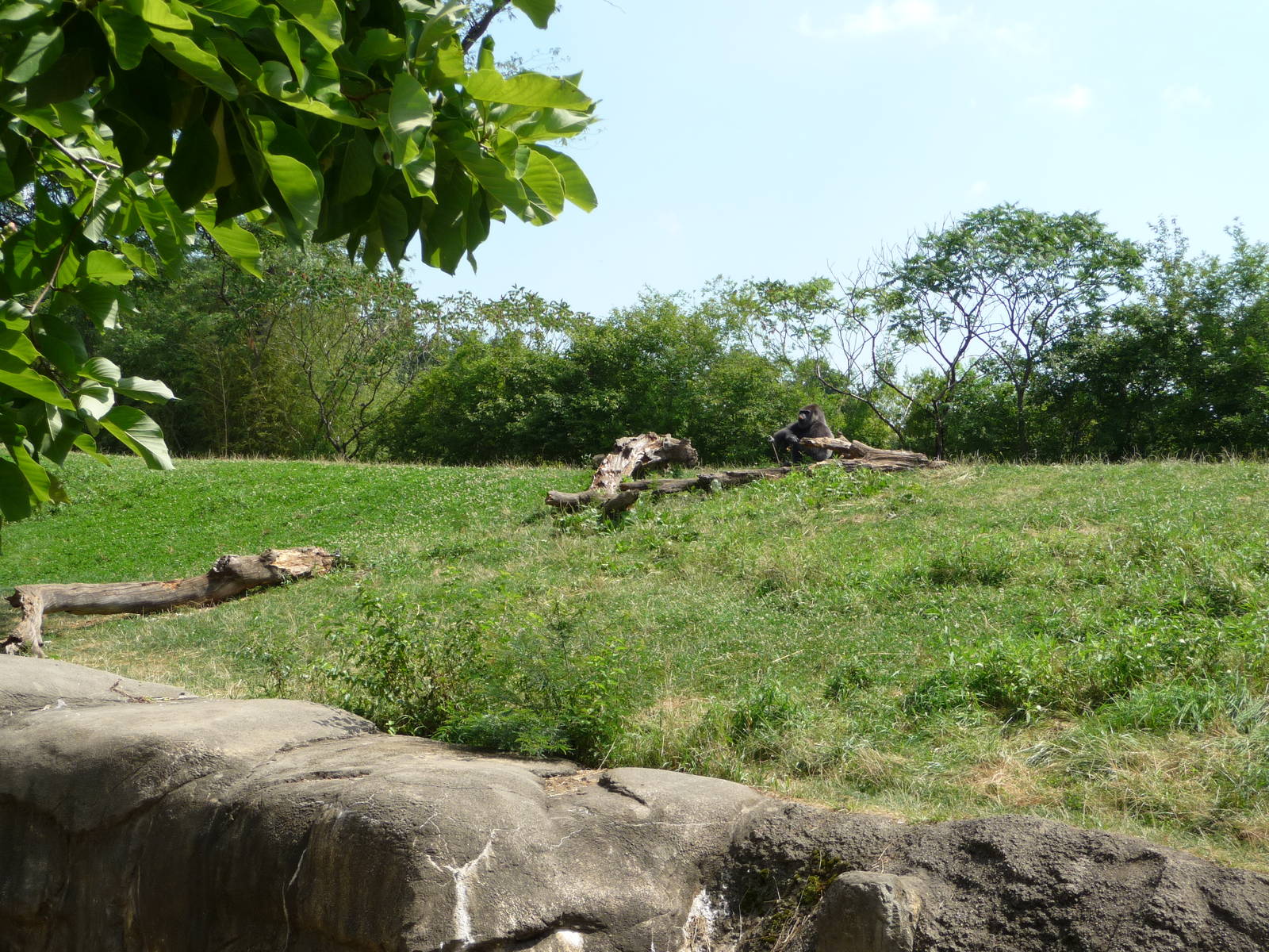 Pittsburgh Zoo - Gorilla Exhibit