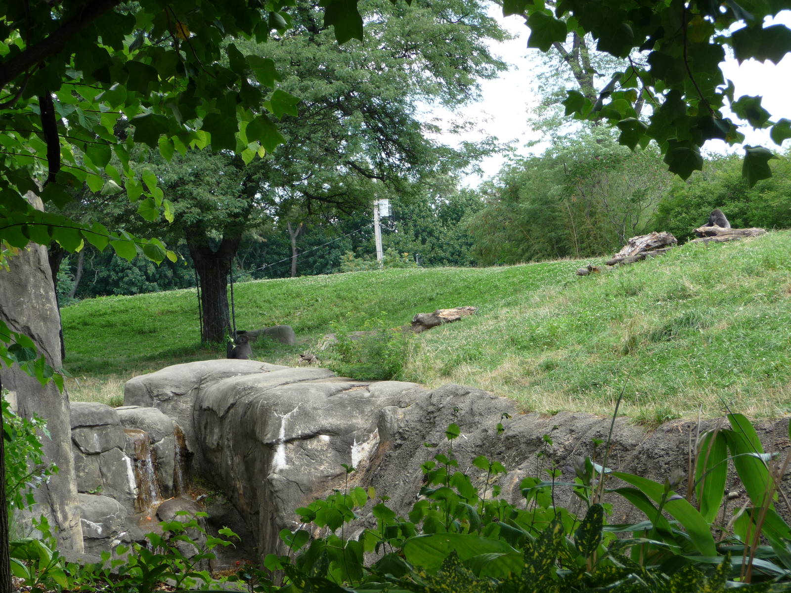 Pittsburgh Zoo - Gorilla Exhibit