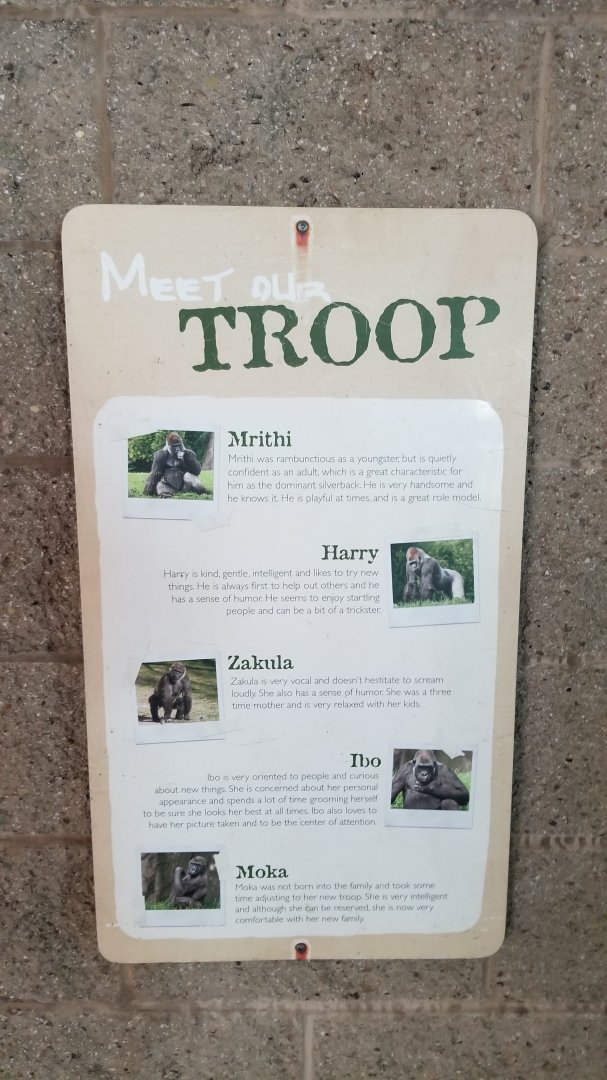 Pittsburgh Zoo - Gorilla troop