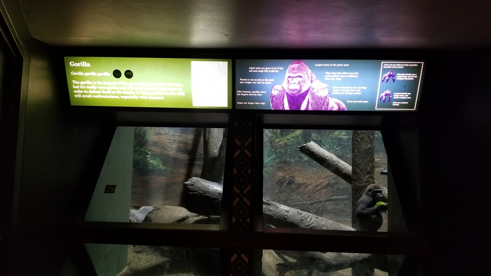 Pittsburgh Zoo - Gorilla