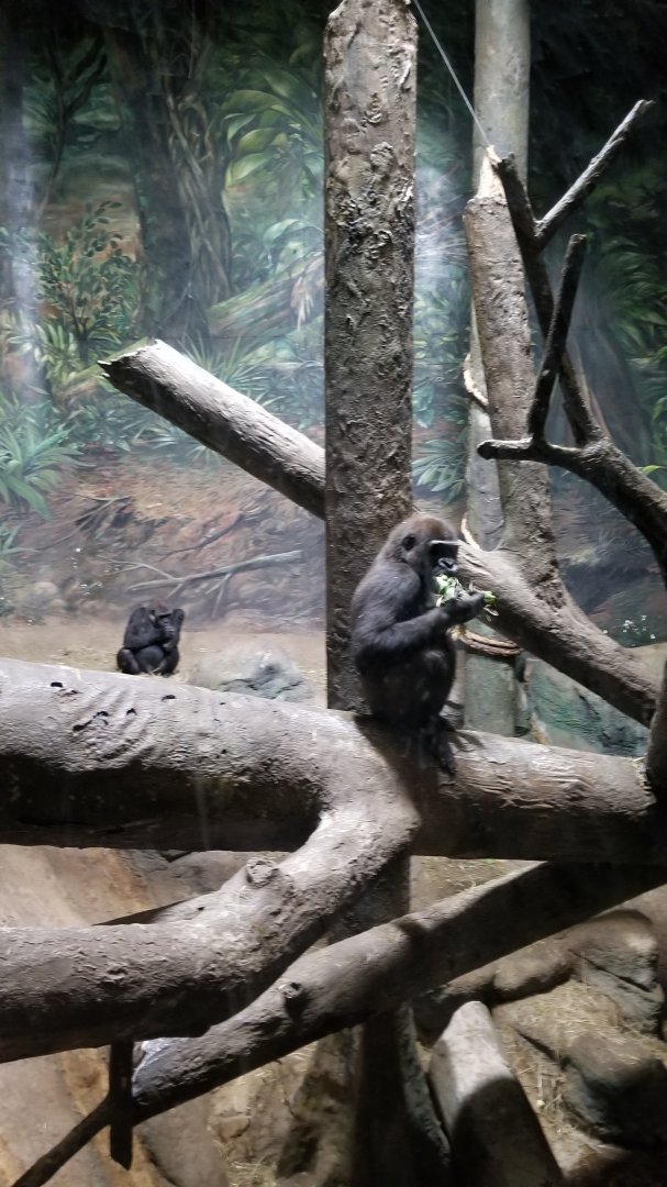 Pittsburgh Zoo - Gorillas