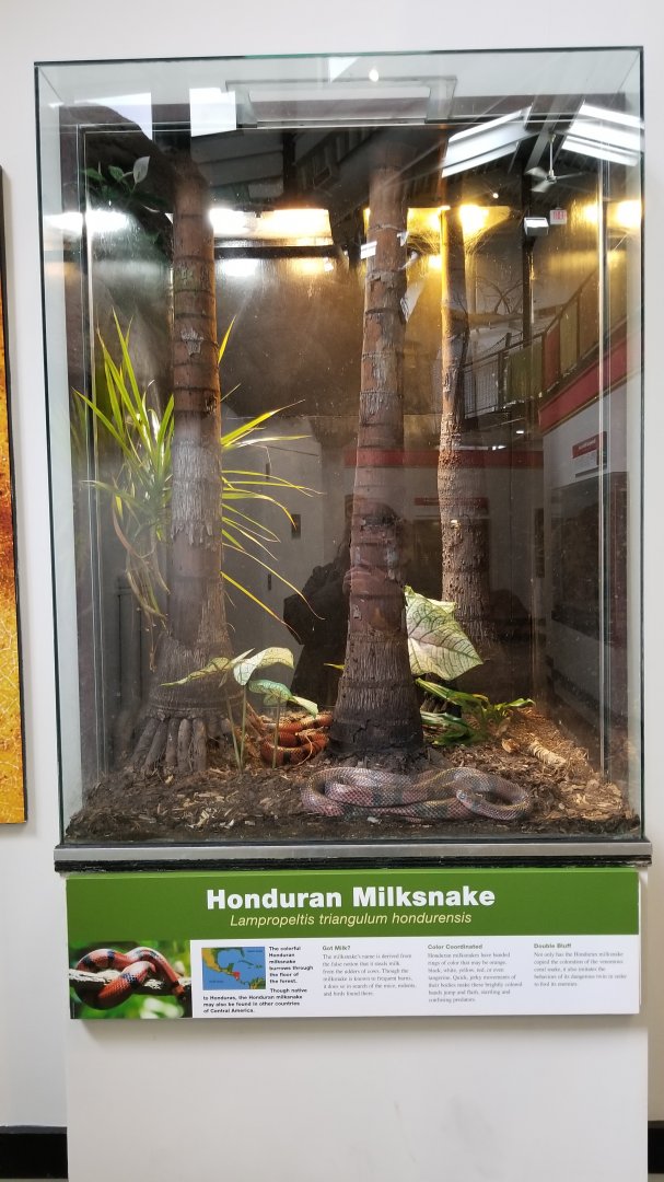 Pittsburgh Zoo - Honduran milksnake