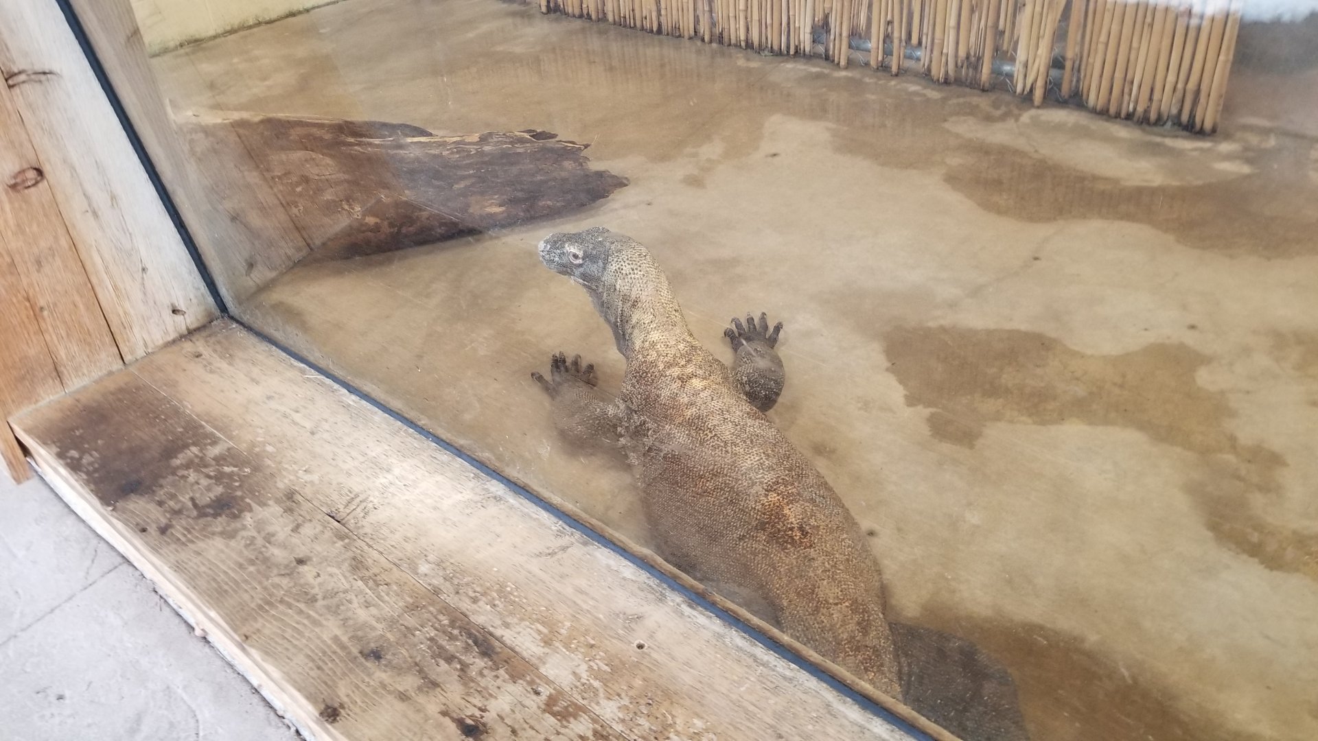 Pittsburgh Zoo - Komodo indoors