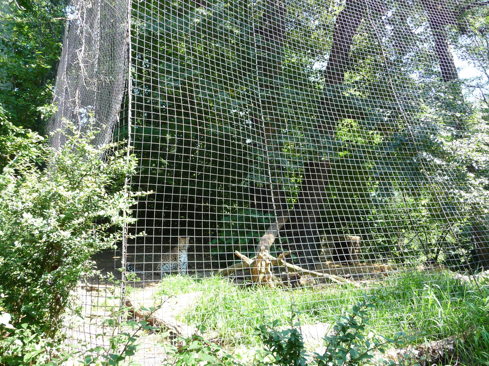 Pittsburgh Zoo - Leopard cage