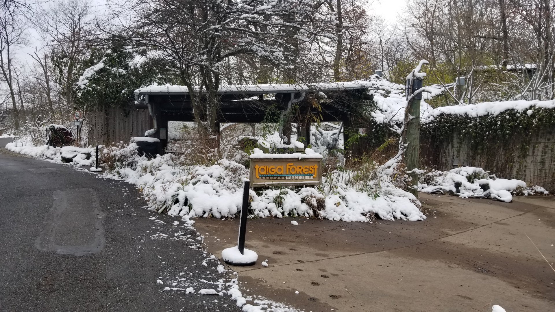 Pittsburgh Zoo - Leopard