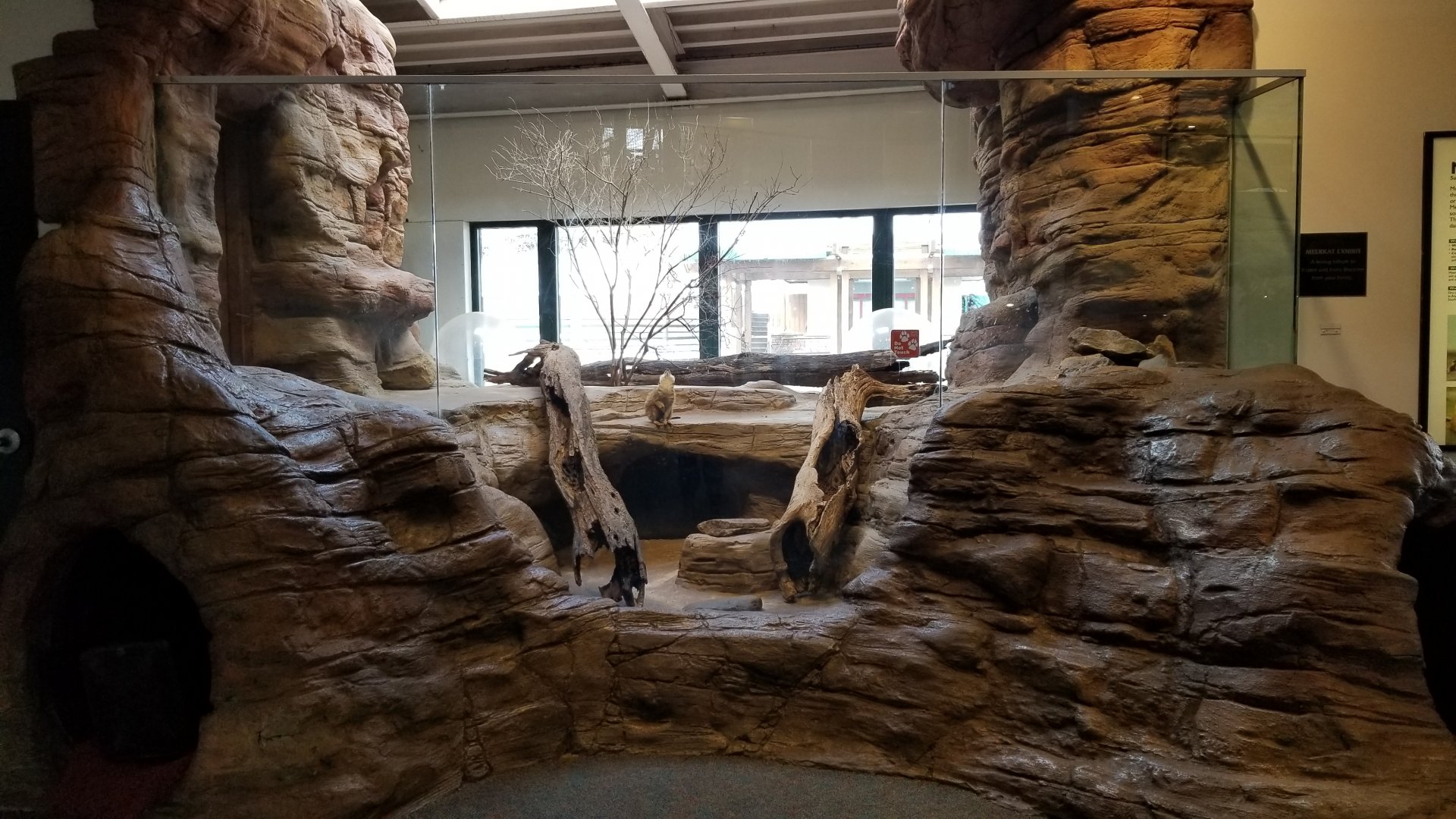 Pittsburgh Zoo - Meerkat