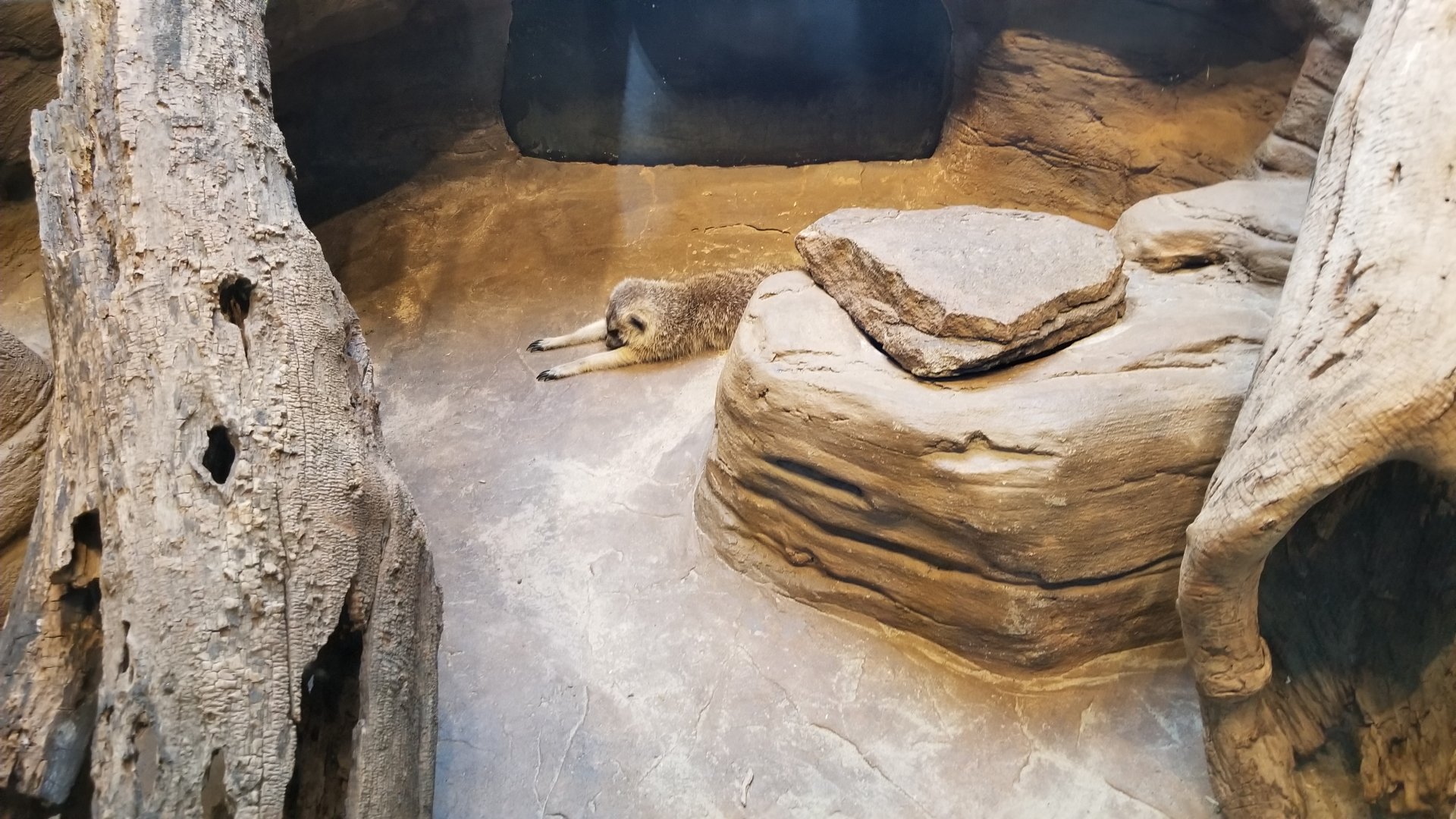 Pittsburgh Zoo - Meerkat