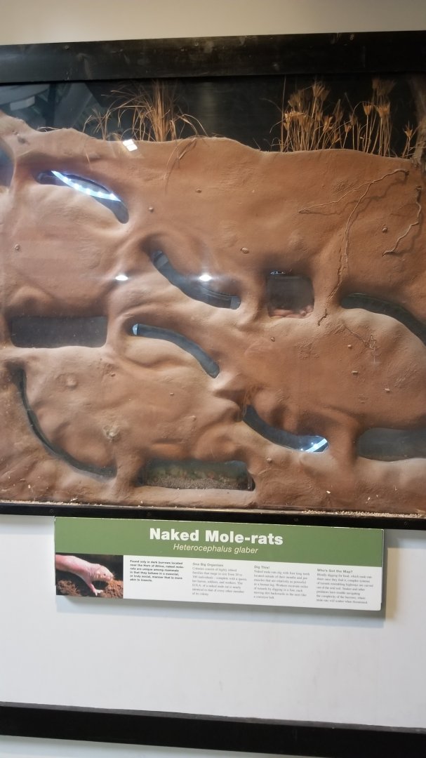 Pittsburgh Zoo - Naked mole rats