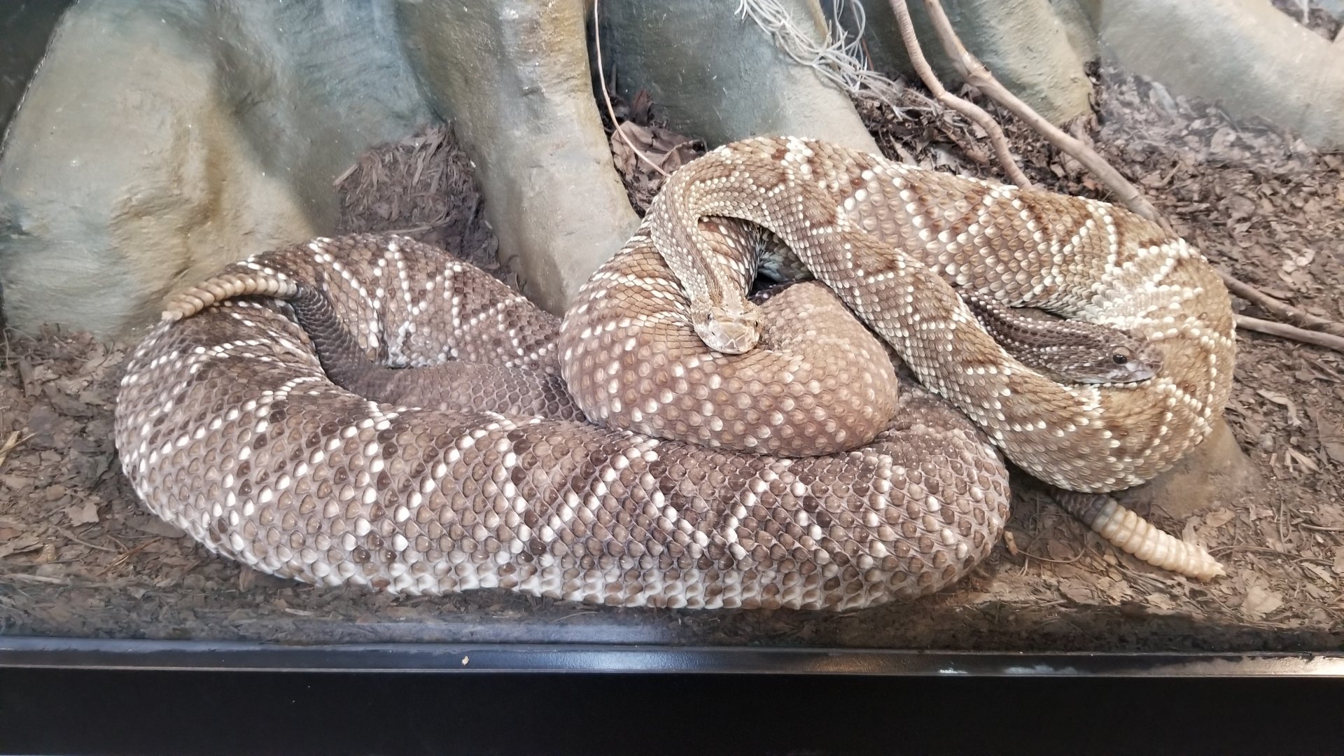 Pittsburgh Zoo - Neotropical rattlesnake