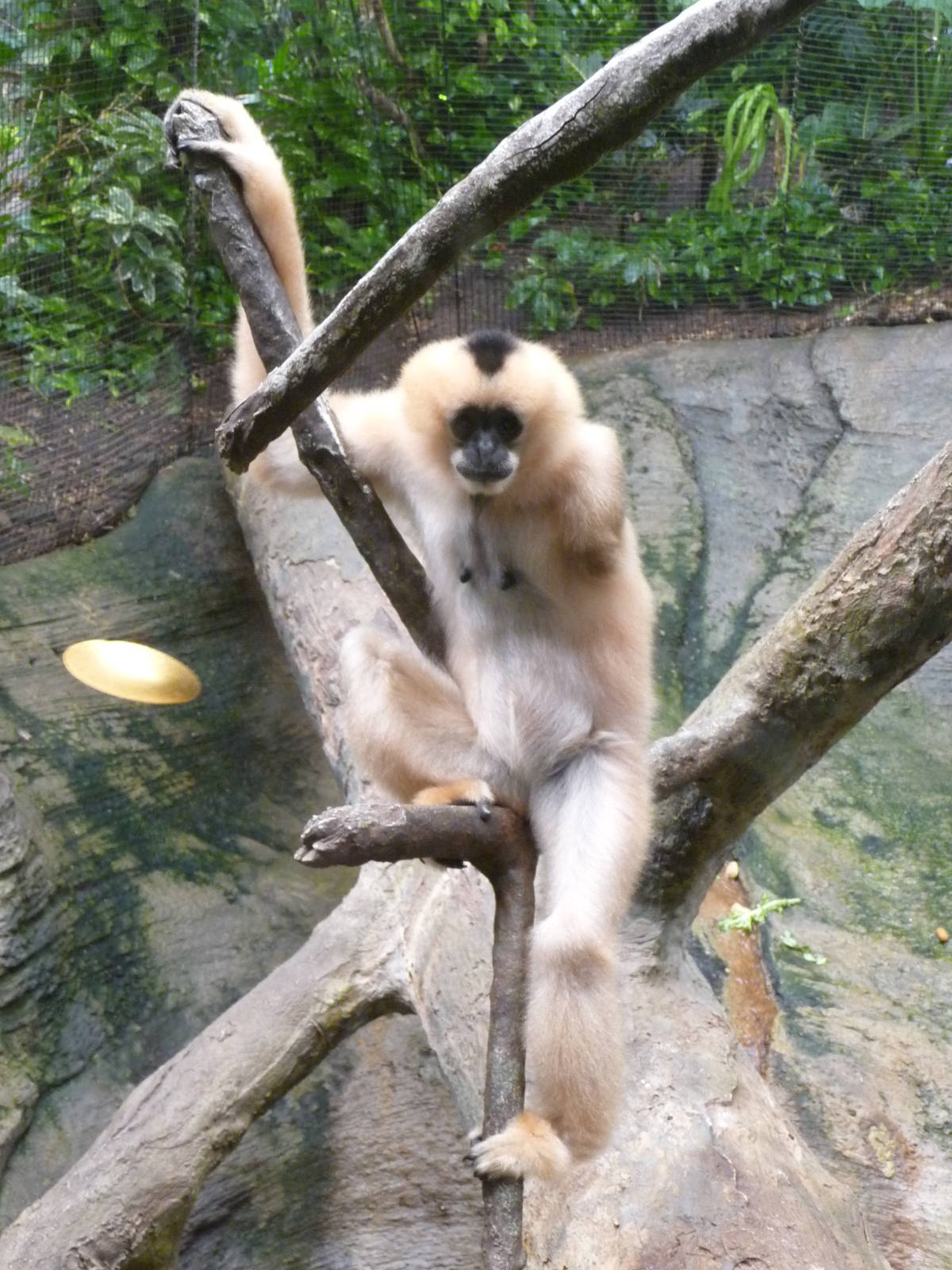 Pittsburgh Zoo - One-armed female gibbon