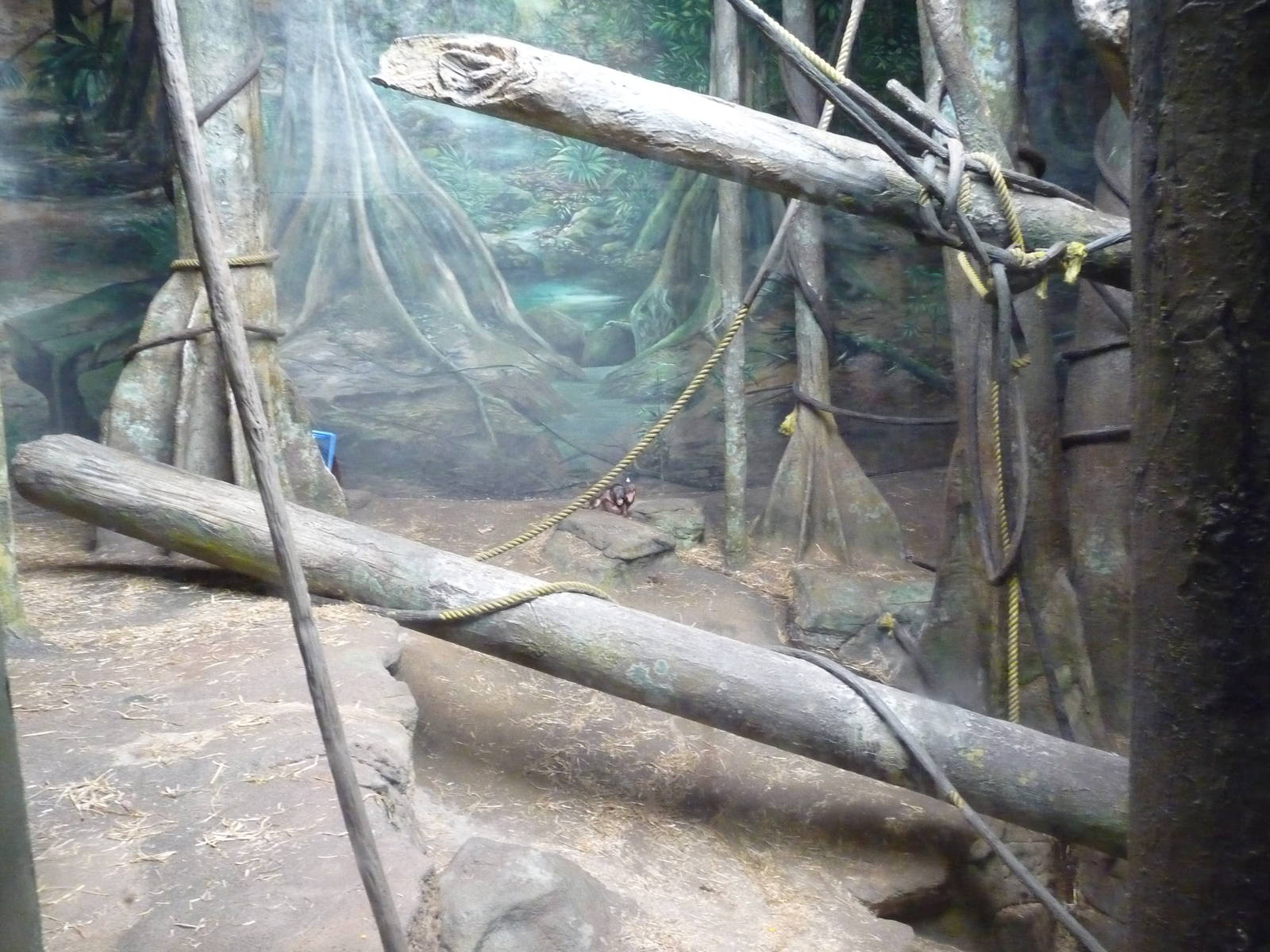 Pittsburgh Zoo - Orangutan exhibit