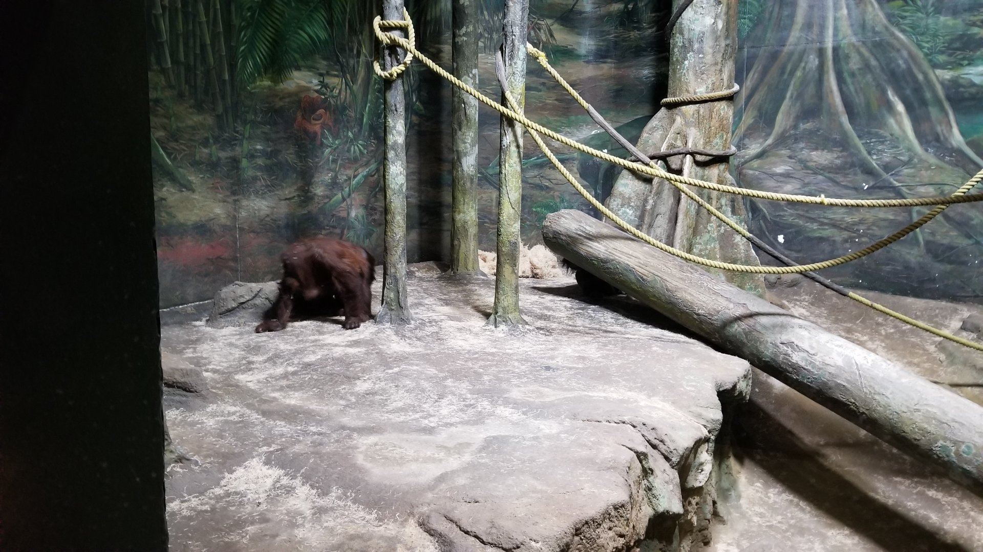 Pittsburgh Zoo - Orangutan