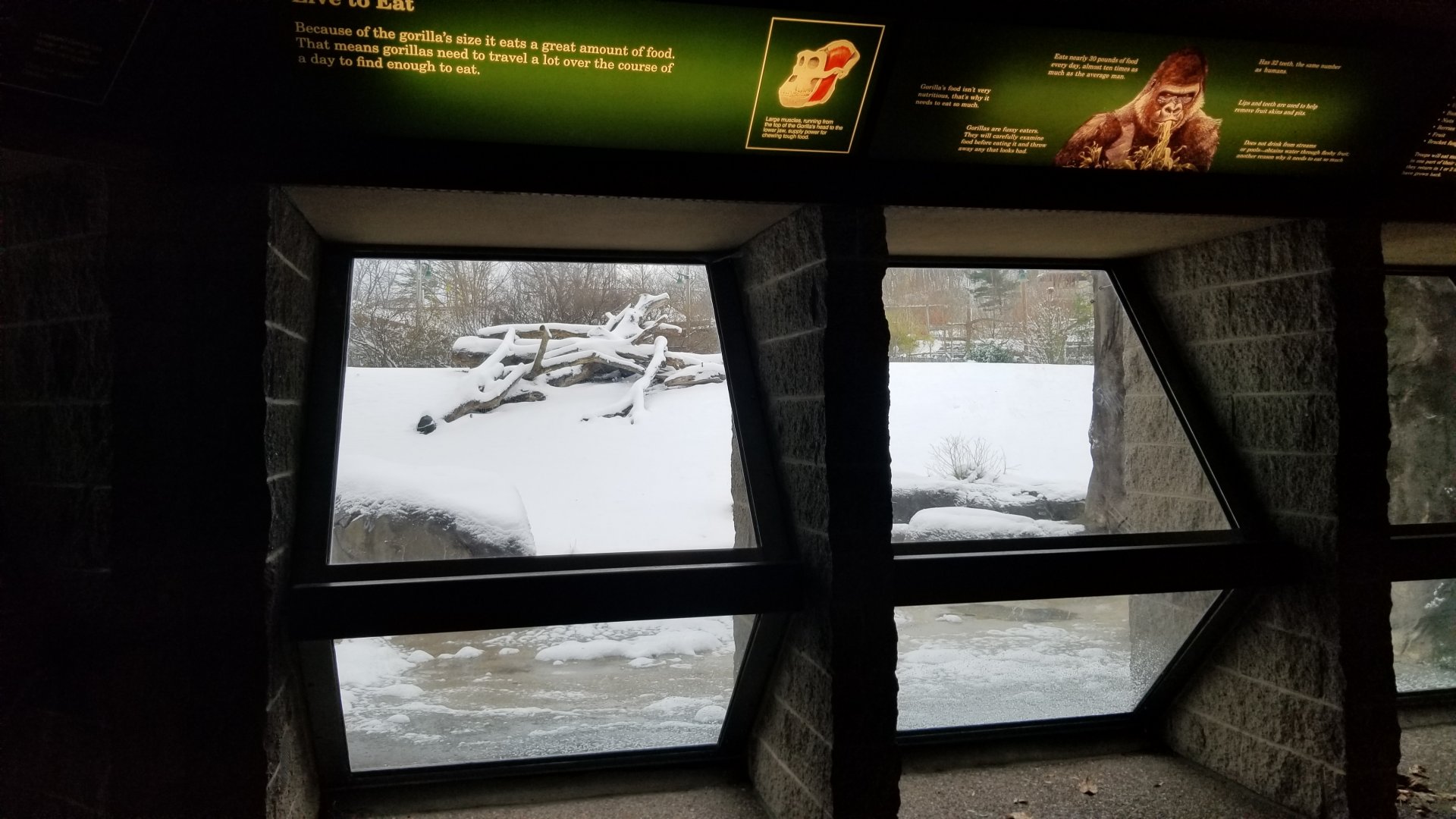 Pittsburgh Zoo - Outdoor gorilla viewing