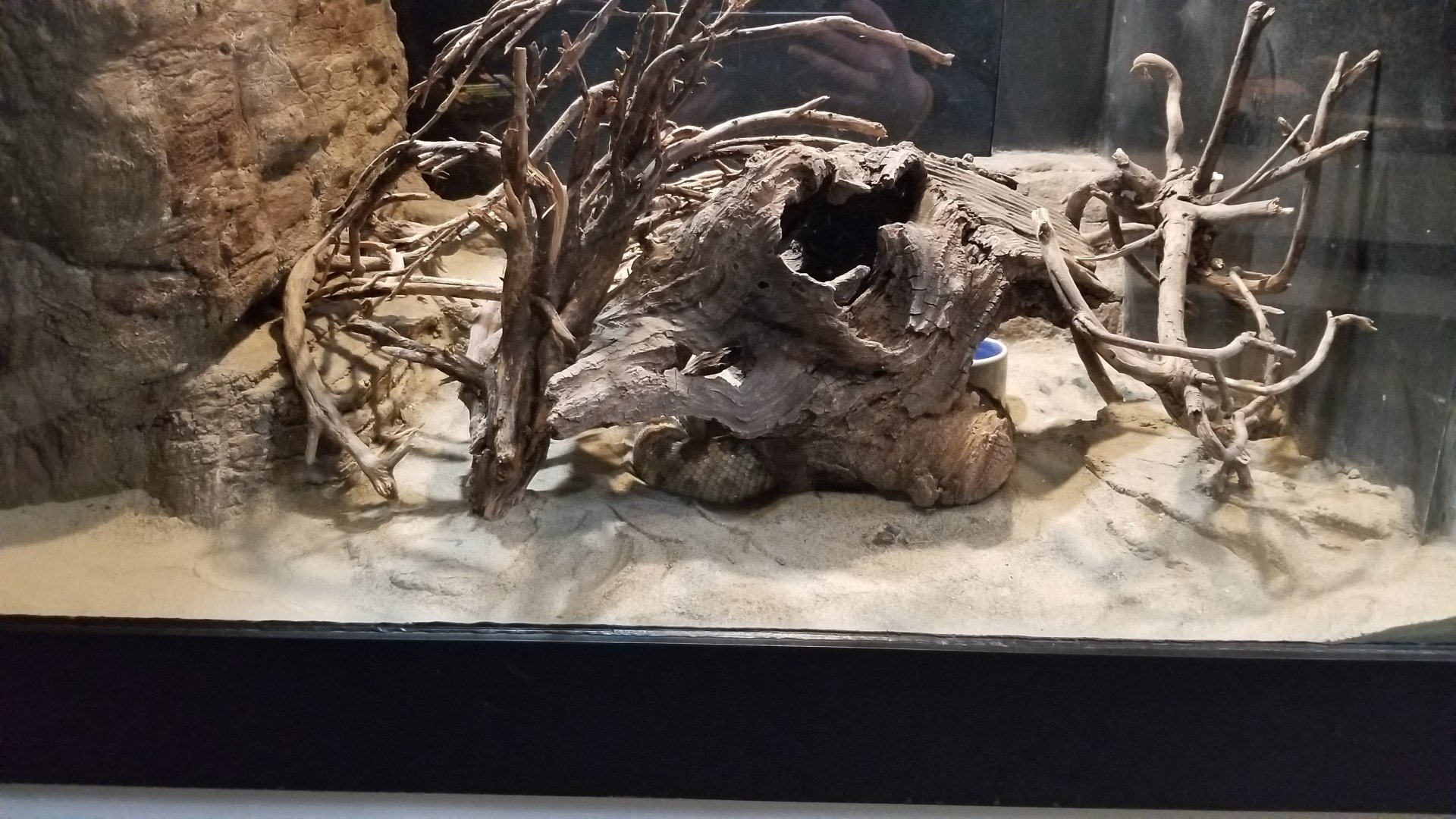 Pittsburgh Zoo - Prairie rattlesnake