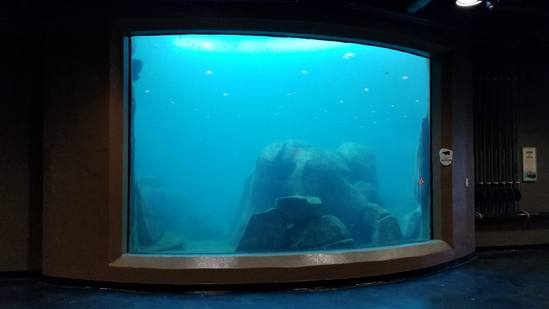 Pittsburgh Zoo - Sea otter viewing