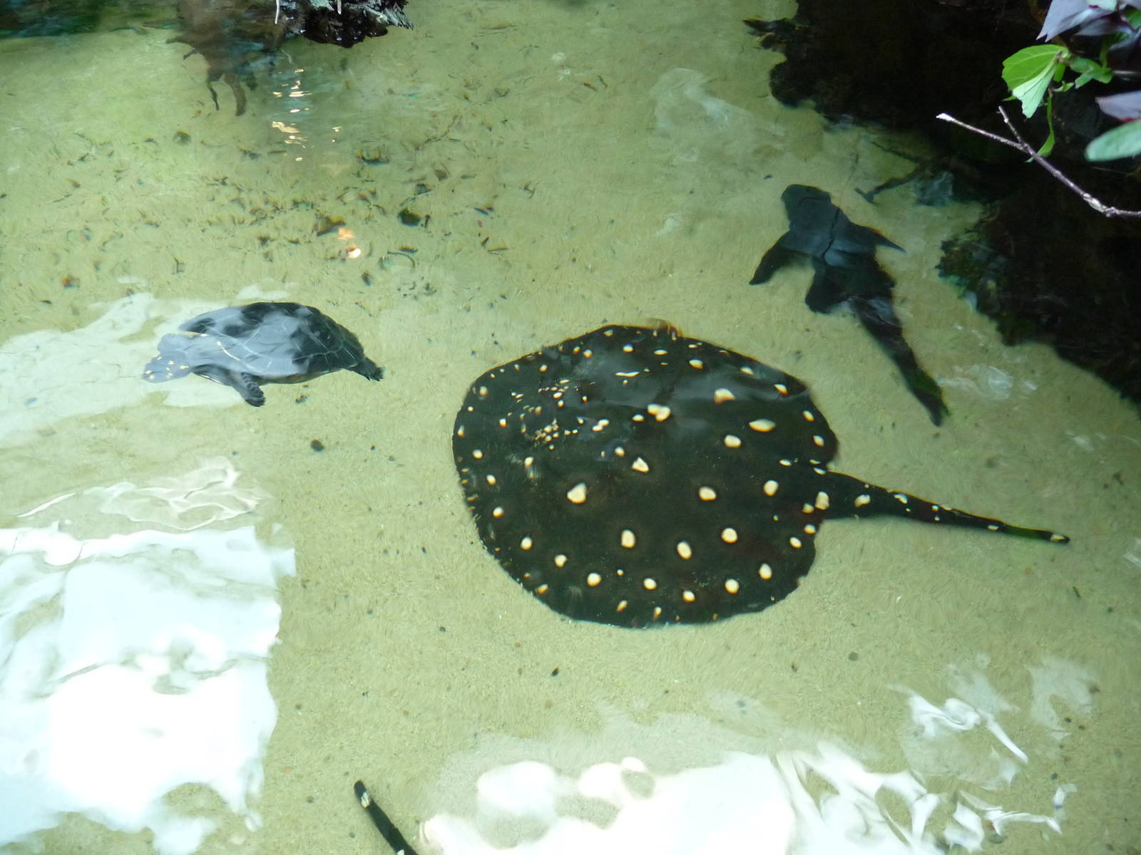 Pittsburgh Zoo - Stingray/Shark/Turtle