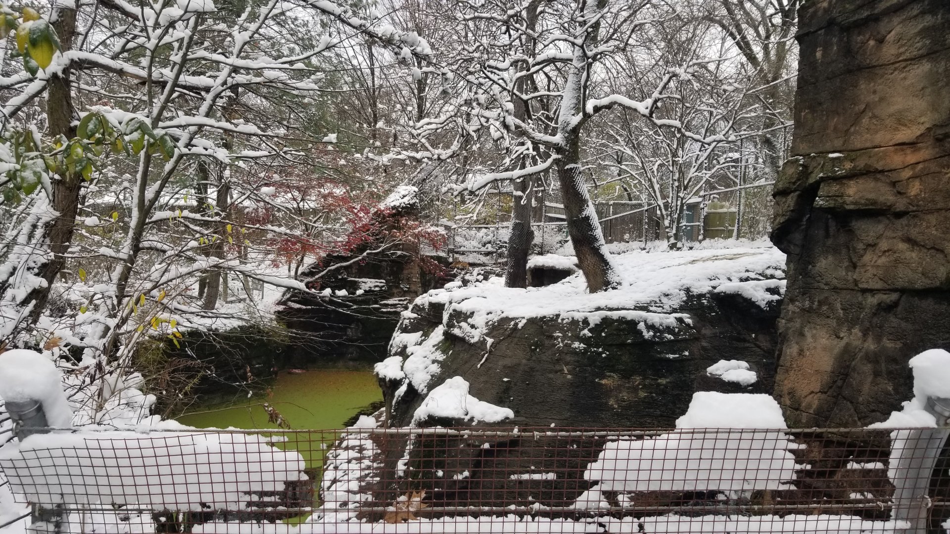 Pittsburgh Zoo - Tiger